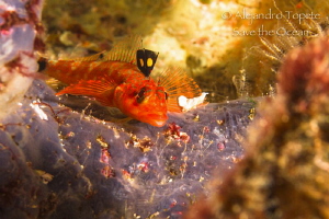 Litle red Fish, Cape Marshall Galápagos by Alejandro Topete 
